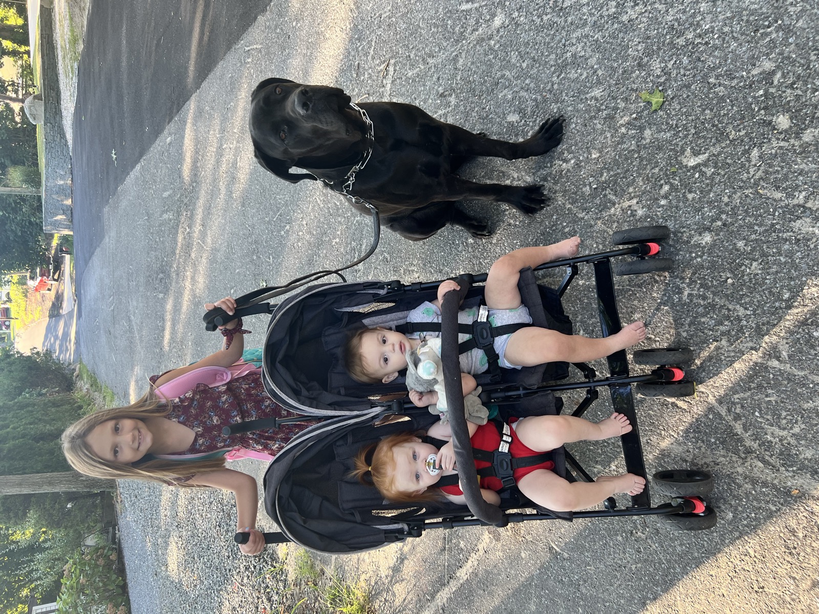 Black lab walking calmly beside a stroller demonstrating therapy dog temperament