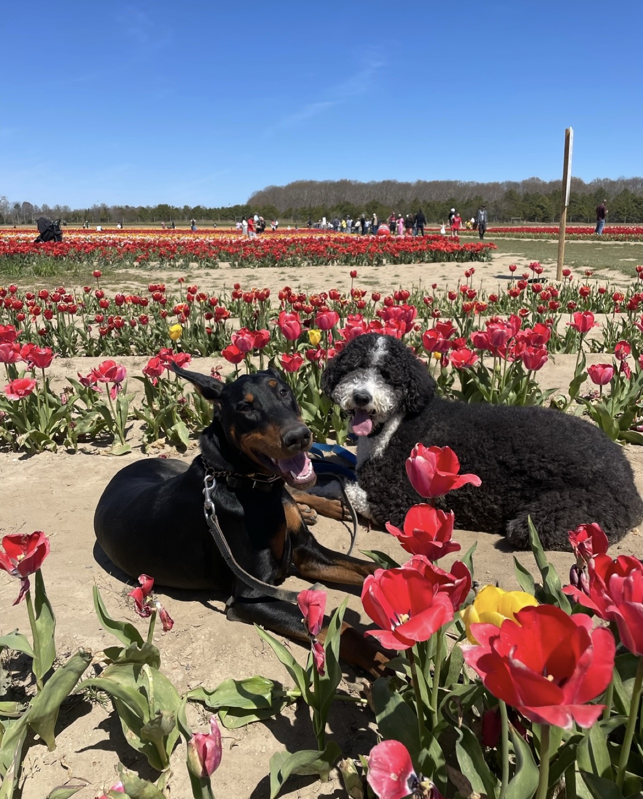 Doberman and poodle holding a down-stay command in a tulip field on Long Island