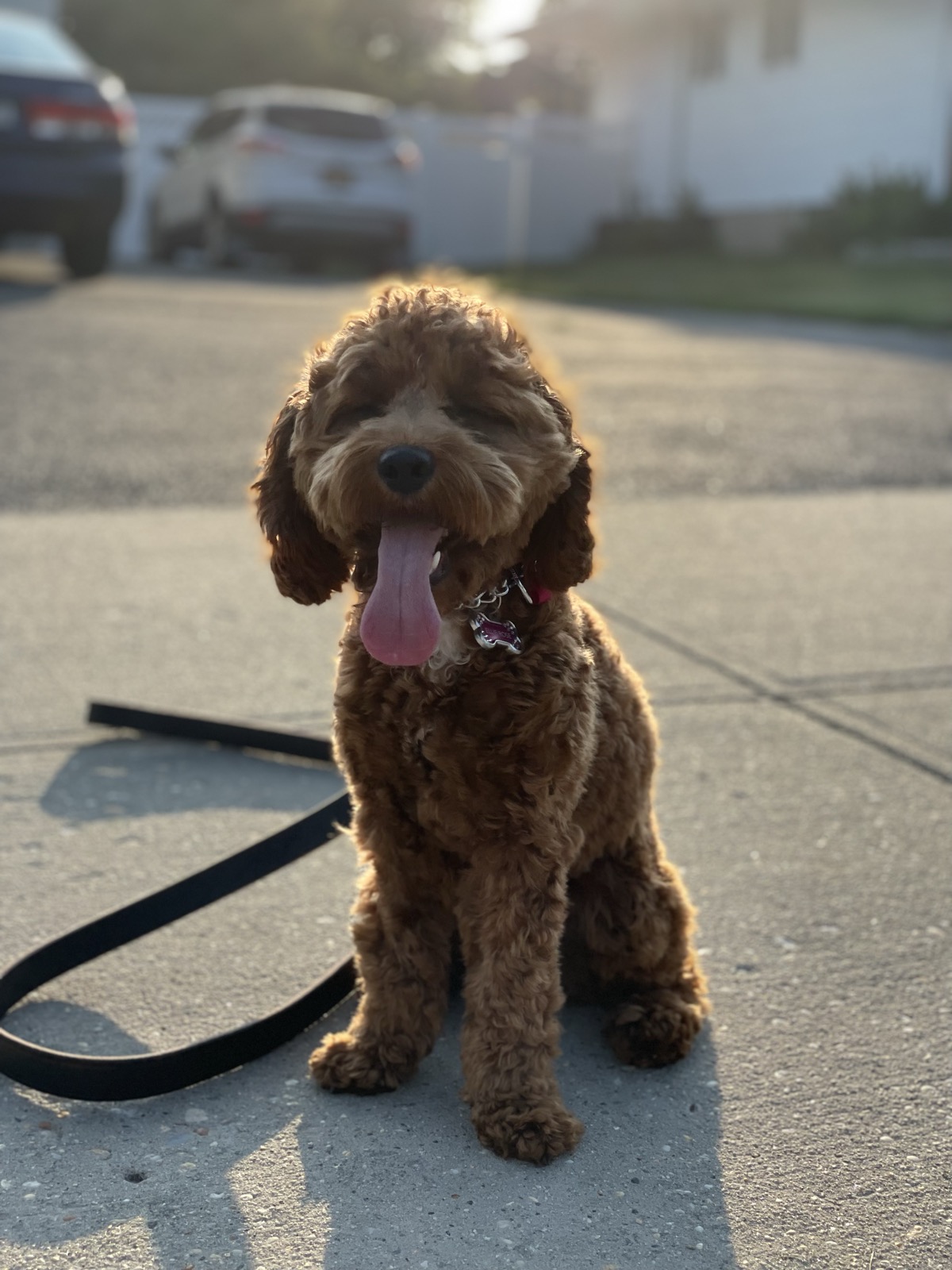 Goldendoodle holding a sit command at sunset after DIY training