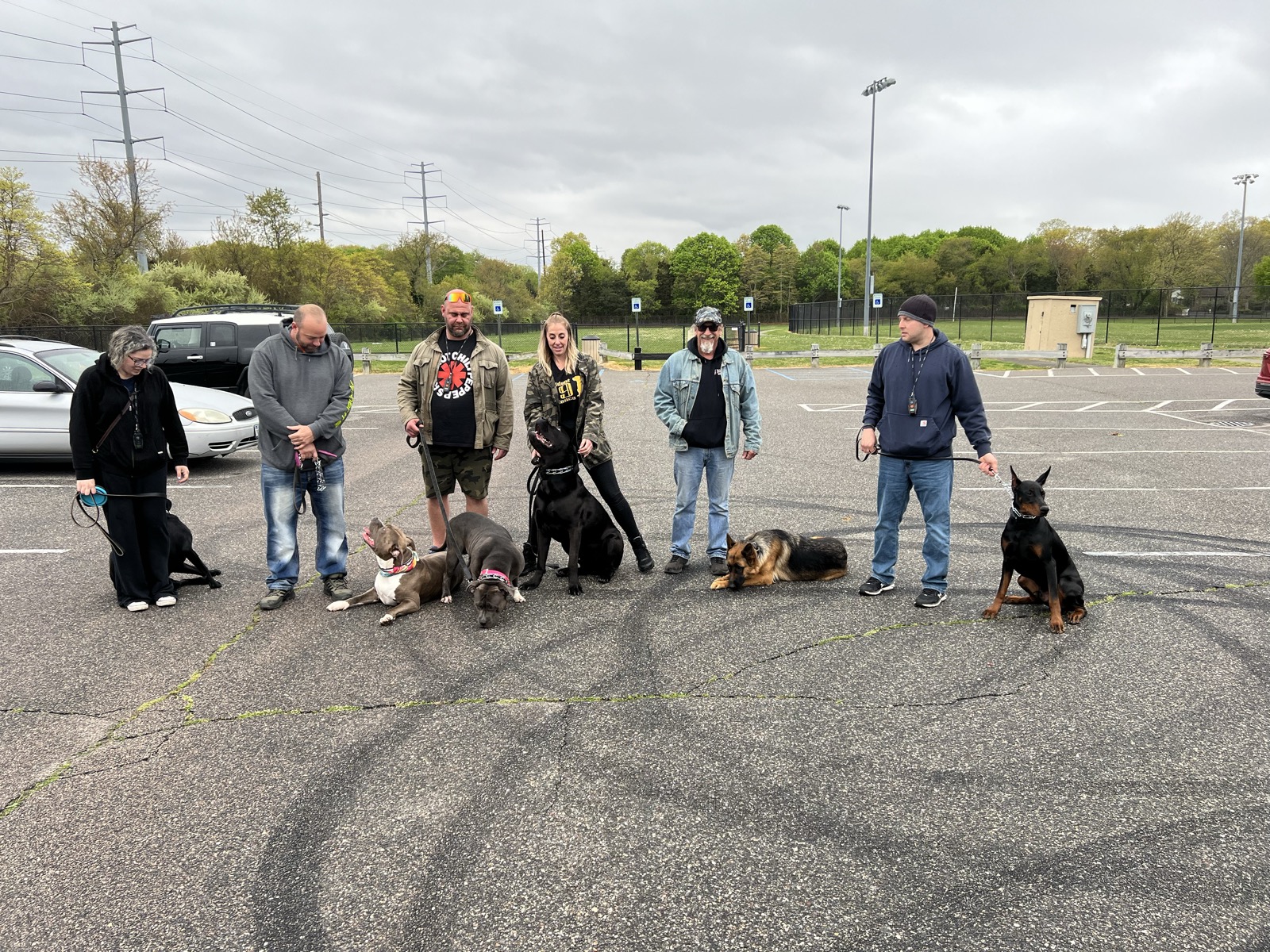 Group dog training session with multiple dogs and owners practicing obedience