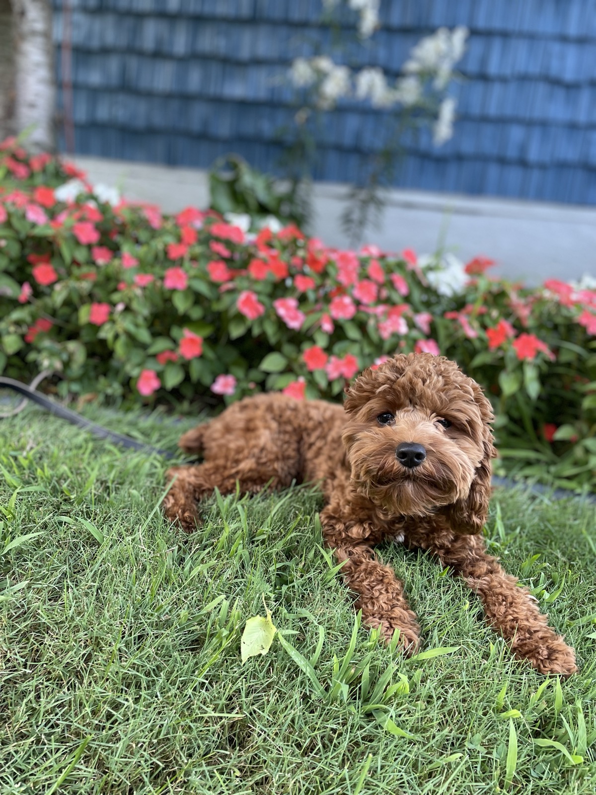 Well-trained poodle relaxing calmly in a garden after obedience training