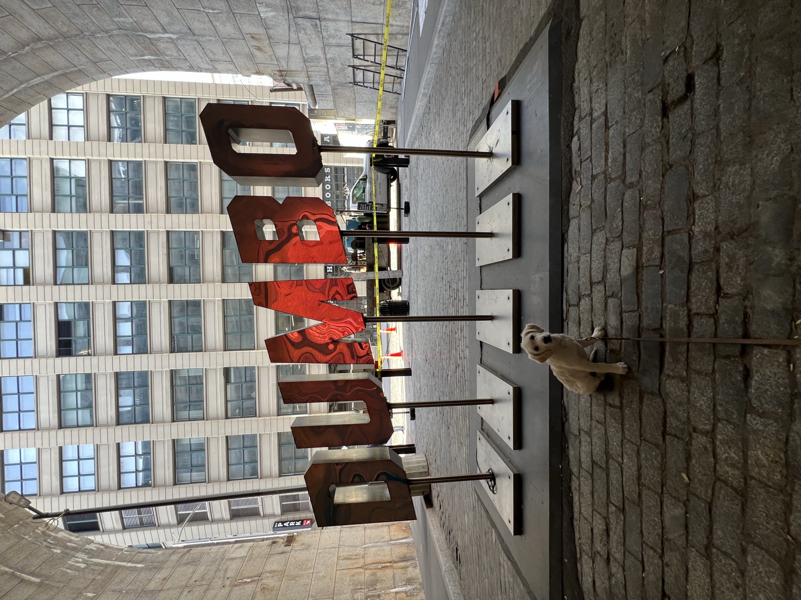 Three dogs holding a down-stay command together in a tulip field